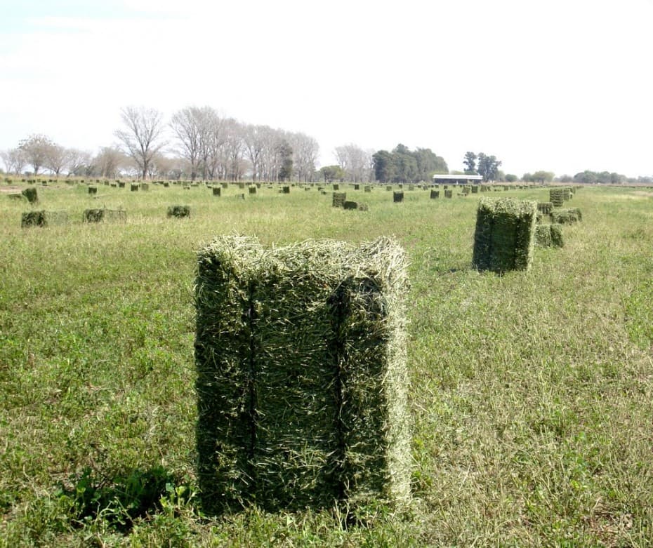 Alfalfa Corte