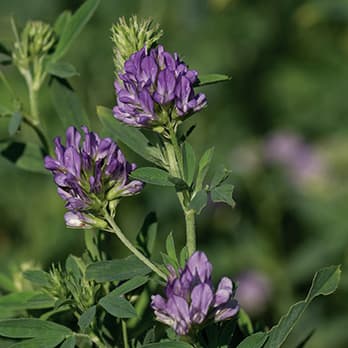 Alfalfa Semilla