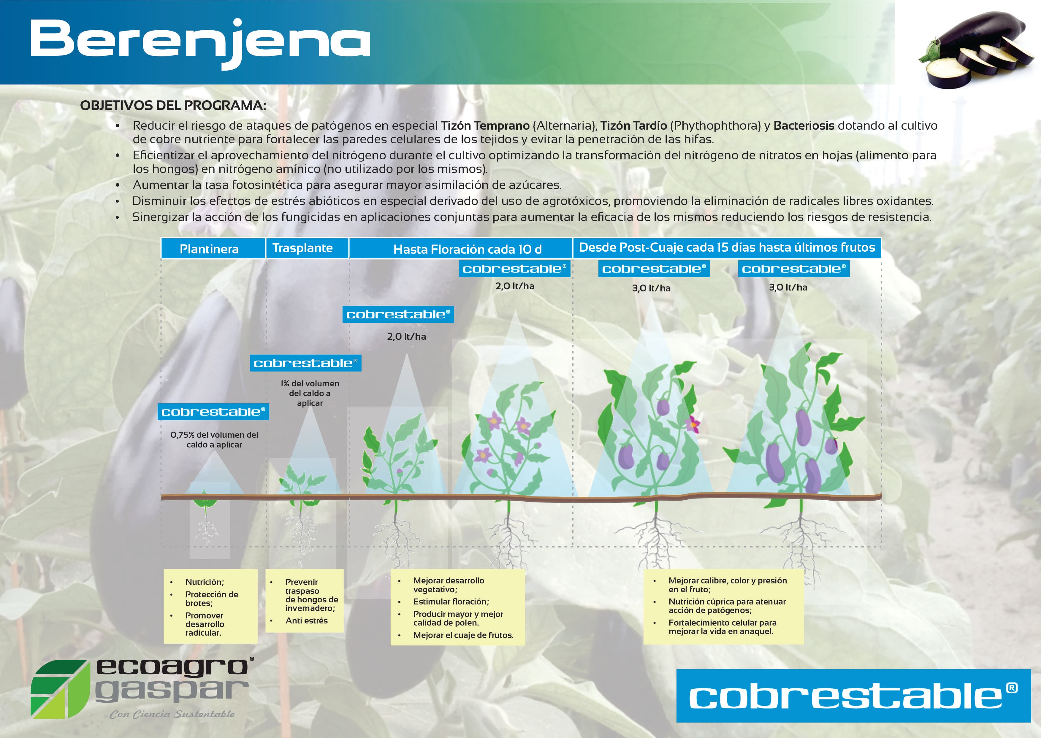Protocolo de aplicación para Berenjena