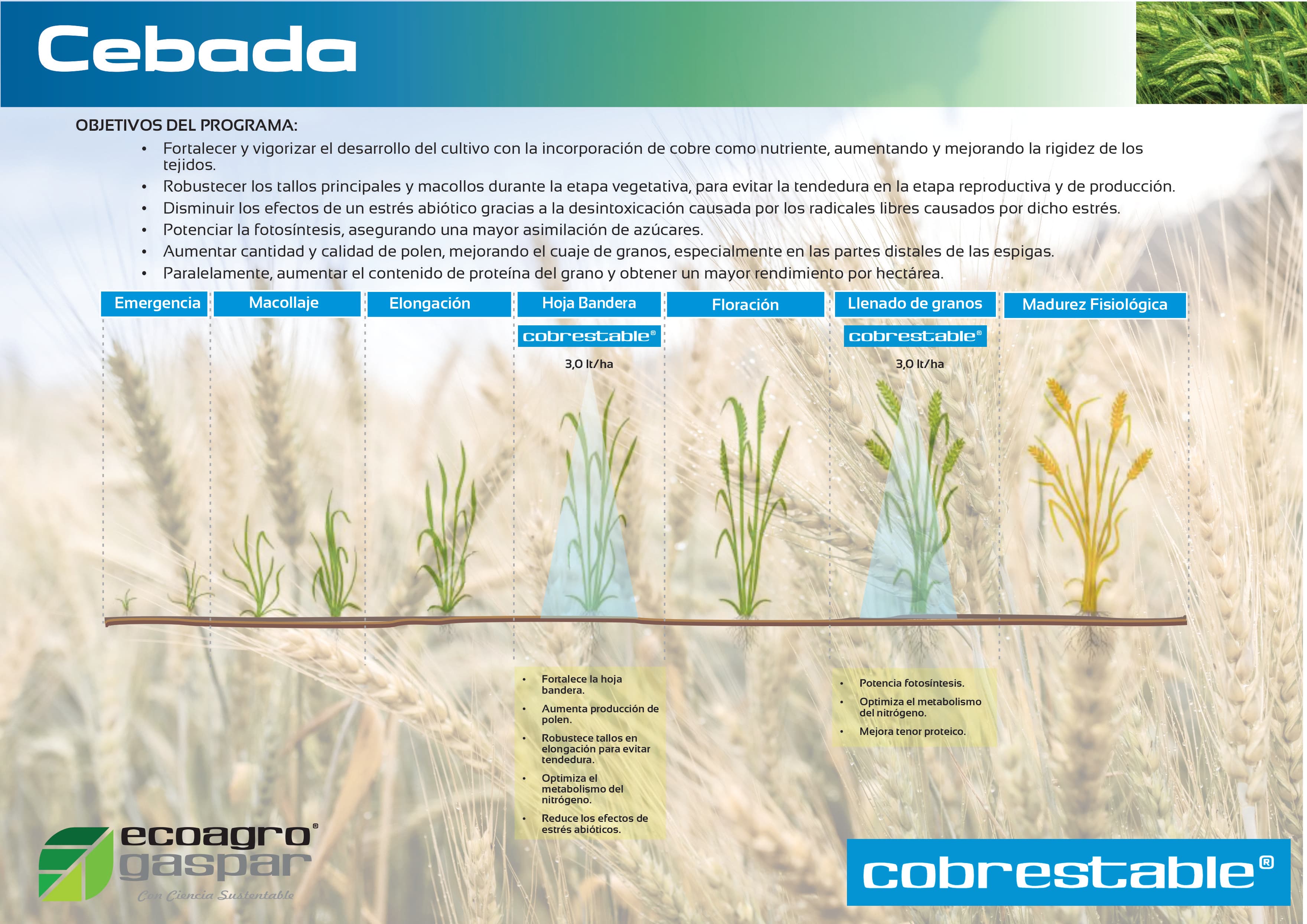 Protocolo de aplicación para Cebada