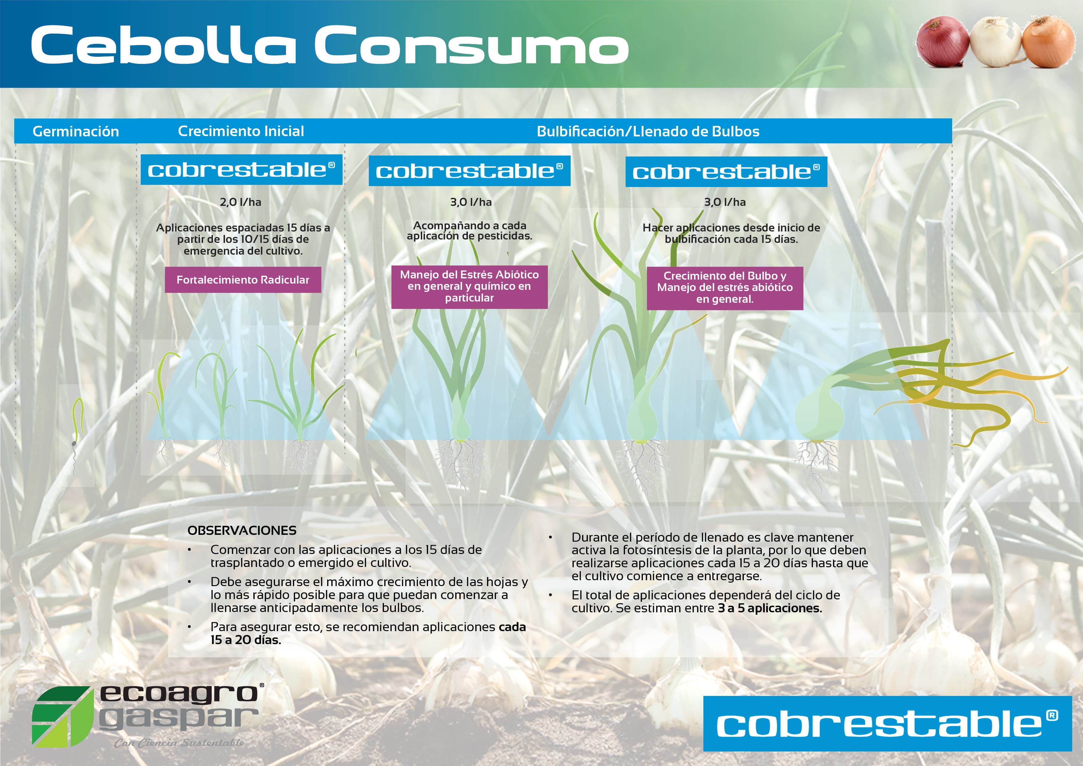 Protocolo de aplicación para Cebolla Consumo