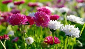 Flores de Corte