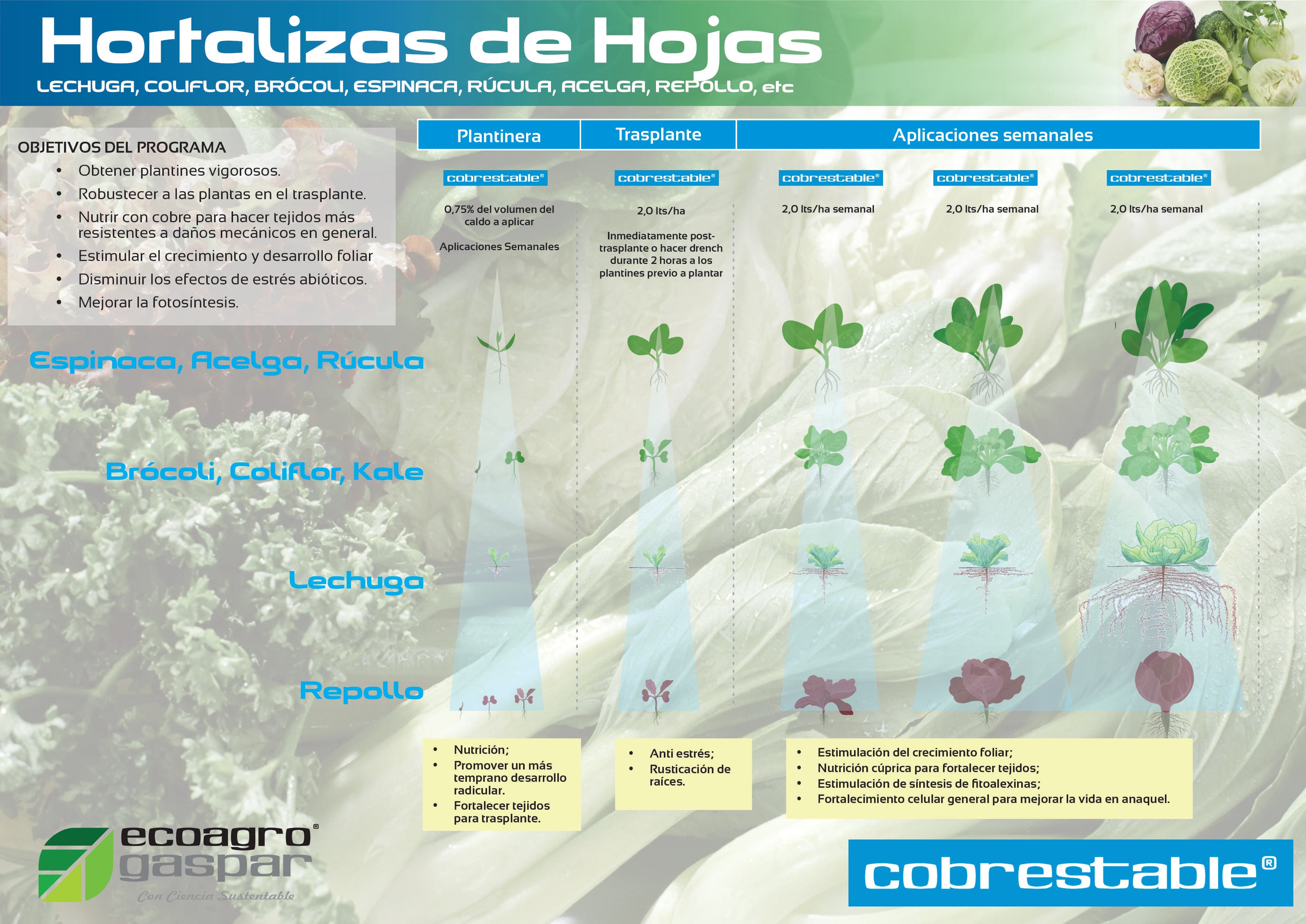 Protocolo de aplicación para Hortalizas de Hoja