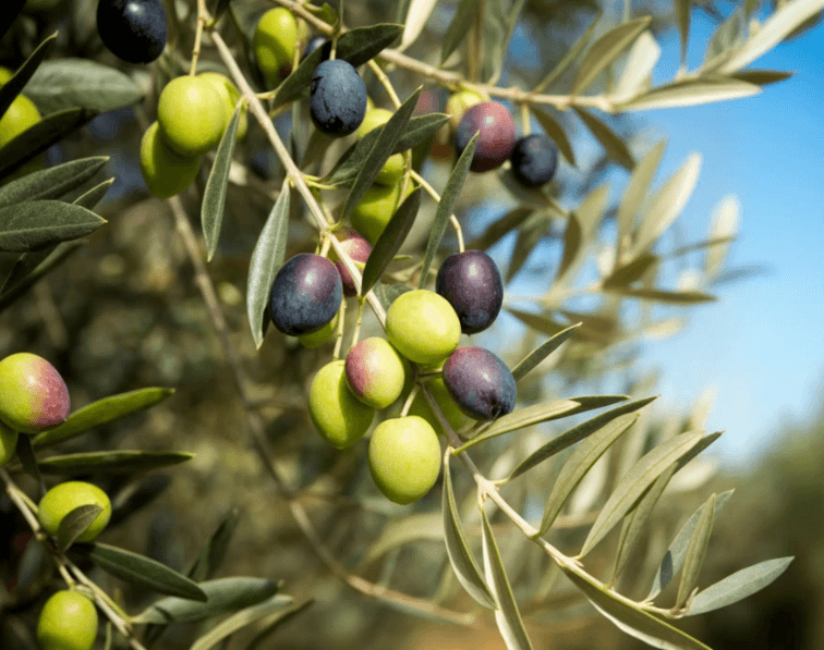 Olivo