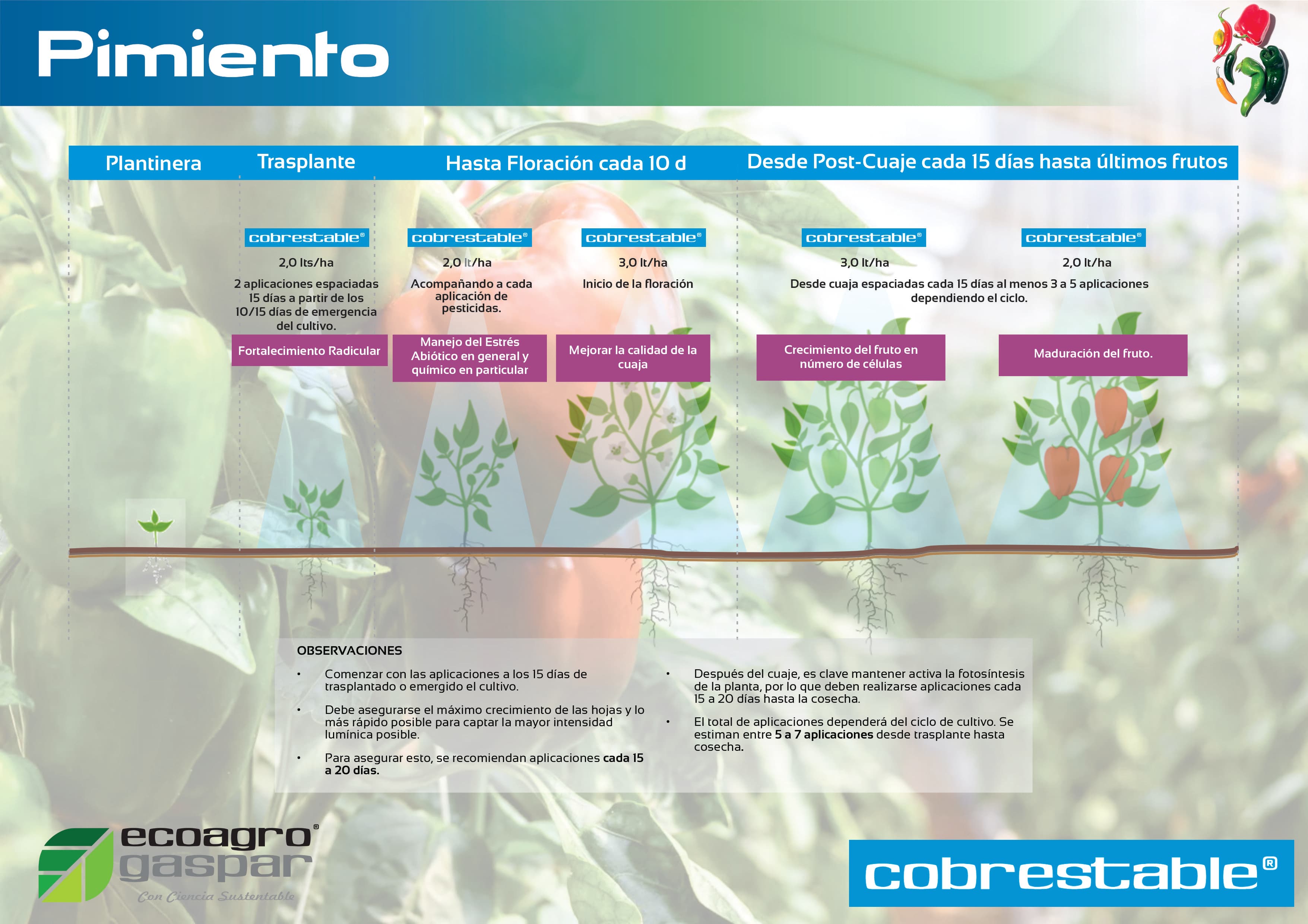 Protocolo de aplicación para Pimiento