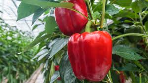 Pimiento