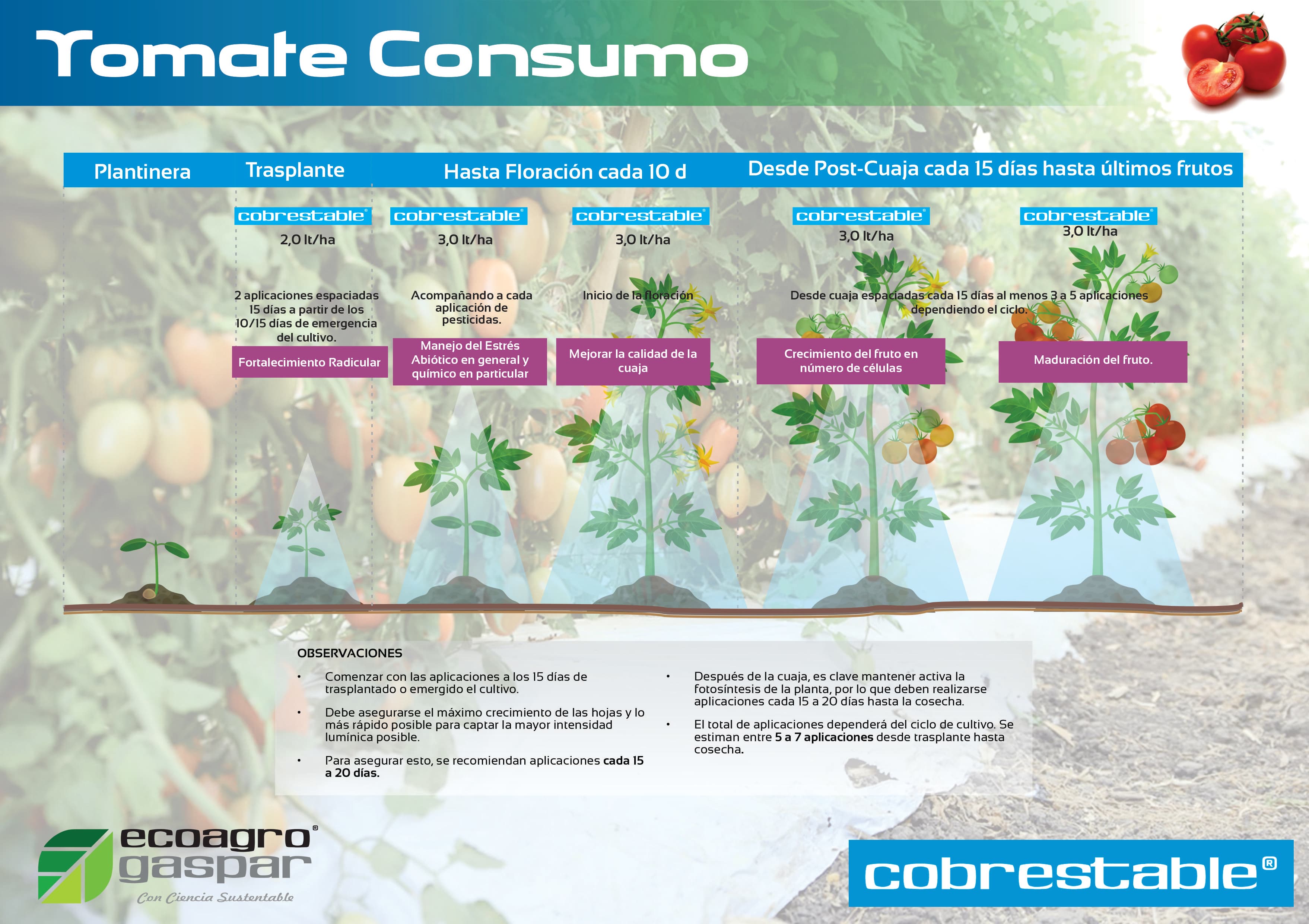 Protocolo de aplicación para Tomate Consumo