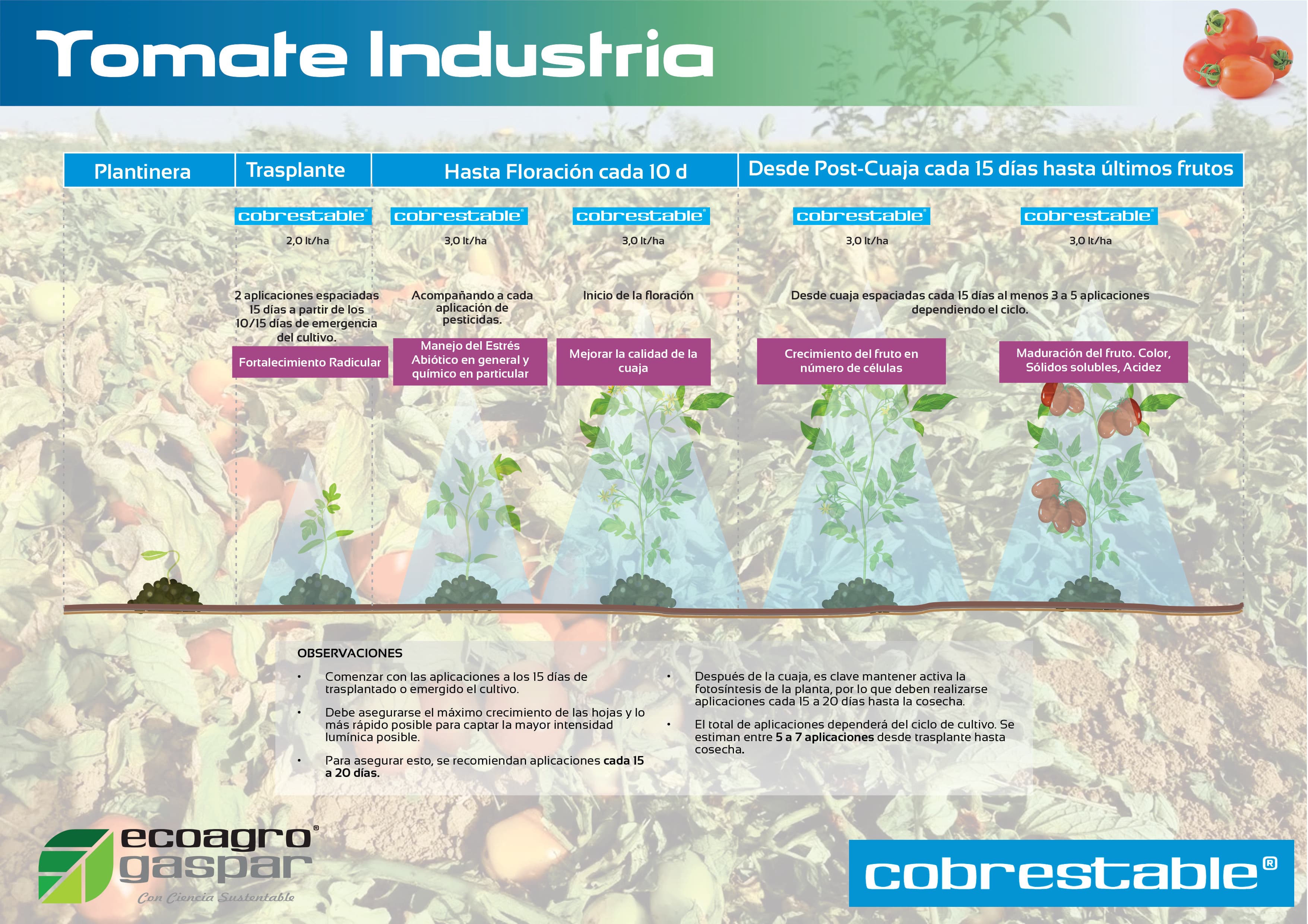 Protocolo de aplicación para Tomate Industria