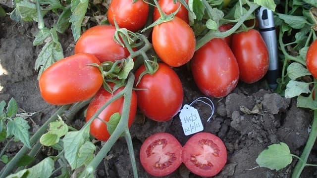 Tomate Industria