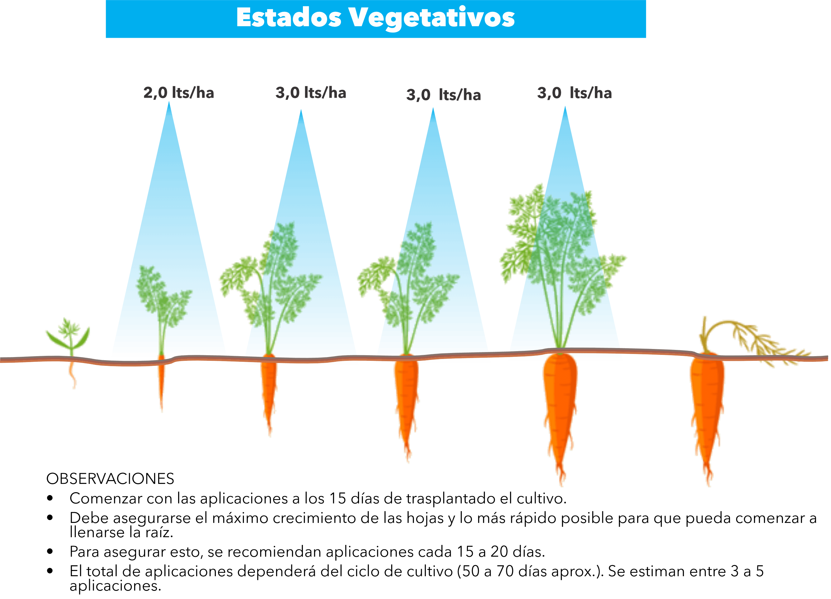 Protocolo de aplicación para Zanahoria Consumo