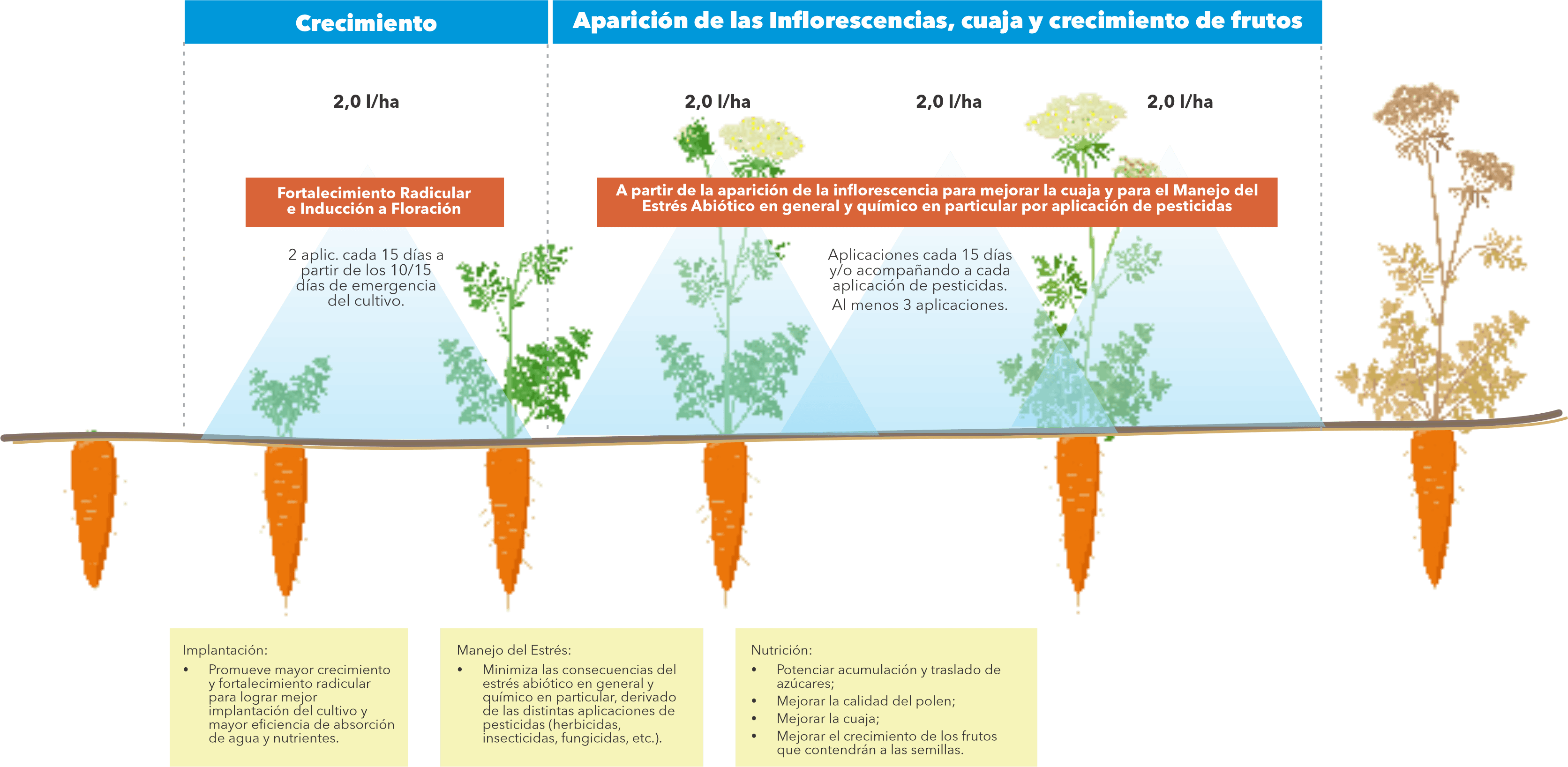 Protocolo de aplicación para Zanahoria Semilla