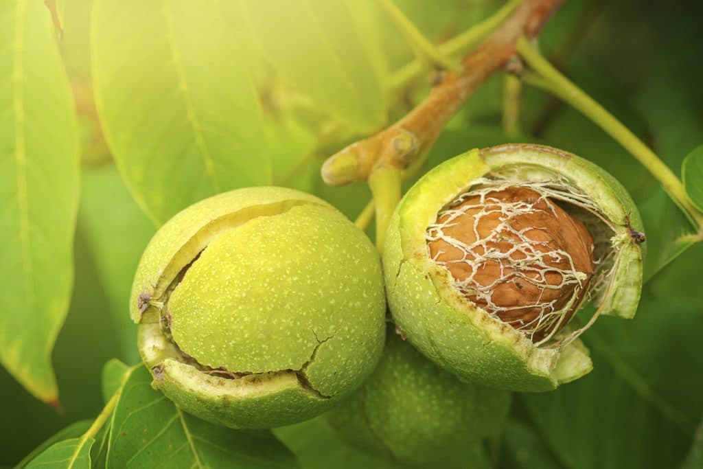 Nueces