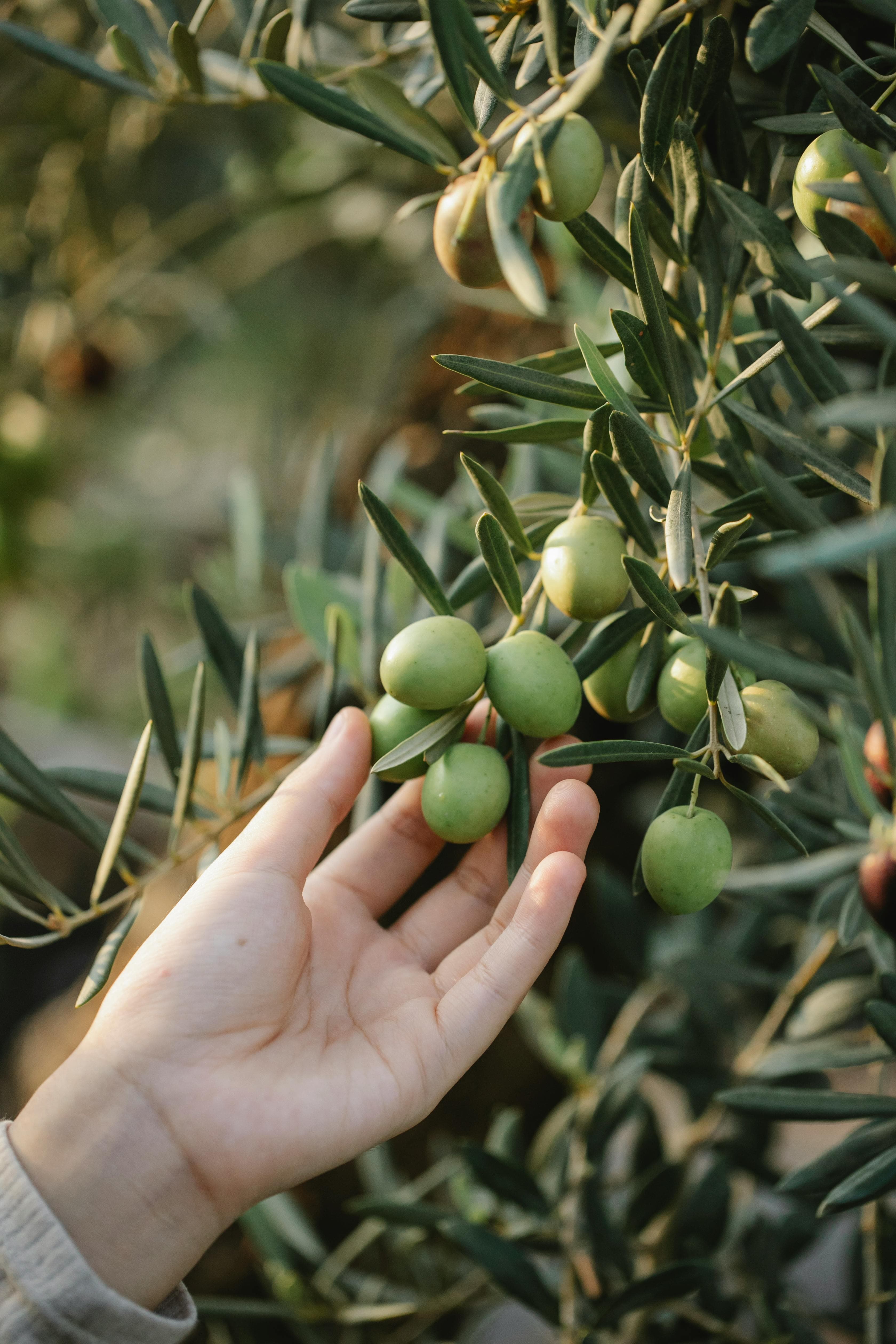 Olivos
