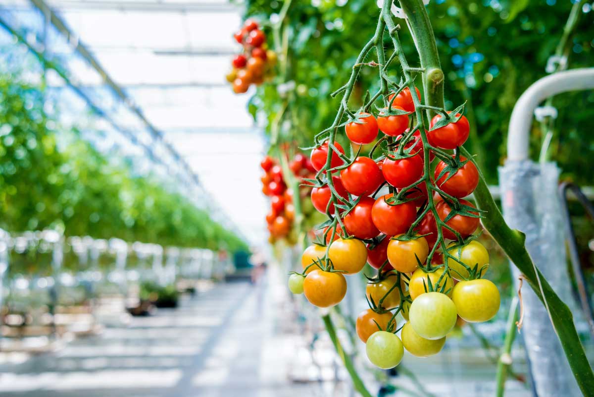 Tomate Invernadero