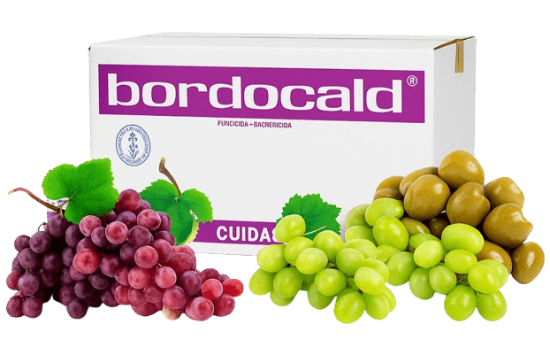 BORDOCALD