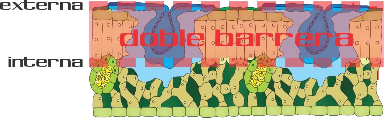 Doble Barrera - Imagen 2